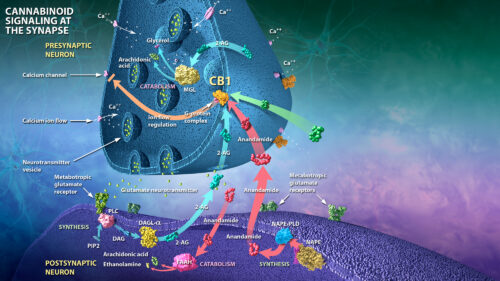 Unlocking the Mysteries of the Endocannabinoid System